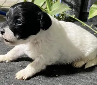 Oliver, a male Miniature Labradoodle for sale in Fair Play, MO – Photo 3 of 3