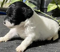 Oliver, a male Miniature Labradoodle for sale in Fair Play, MO – Photo 2 of 3