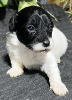 Oliver, a male Miniature Labradoodle for sale in Fair Play, MO – Photo 1 of 3