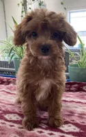  Verity, a female Miniature Goldendoodle for sale in Fair Play, MO – 4 of 9