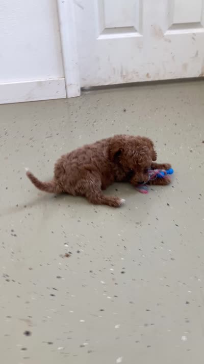 Destiny, a female Miniature Goldendoodle for sale in Fair Play, MO – 9 of 10