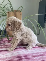 Whisper, a female Miniature Goldendoodle for sale in Fair Play, MO – 2 of 4