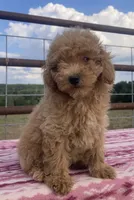 Wonder, a female Miniature Goldendoodle for sale in Fair Play, MO – 2 of 10