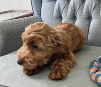 Mississippi, a female Miniature Goldendoodle for sale in Fair Play, MO – Photo 10 of 10