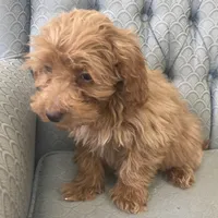 Mississippi, a female Miniature Goldendoodle for sale in Fair Play, MO – Photo 3 of 10