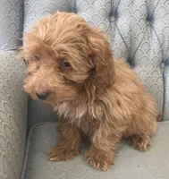 Mississippi, a female Miniature Goldendoodle for sale in Fair Play, MO – Photo 3 of 9