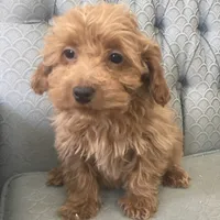 Mississippi, a female Miniature Goldendoodle for sale in Fair Play, MO – Photo 1 of 10