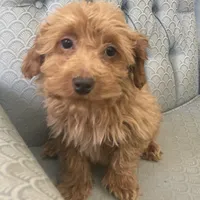 Mississippi, a female Miniature Goldendoodle for sale in Fair Play, MO – Photo 2 of 10