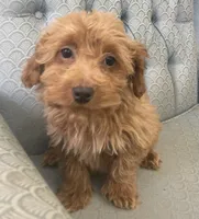 Mississippi, a female Miniature Goldendoodle for sale in Fair Play, MO – Photo 2 of 9