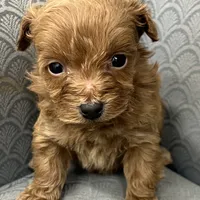 Mississippi, a female Miniature Goldendoodle for sale in Fair Play, MO – Photo 9 of 10