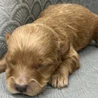 Mississippi, a female Miniature Goldendoodle for sale in Fair Play, MO – Photo 6 of 10