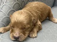 Mississippi, a female Miniature Goldendoodle for sale in Fair Play, MO – Photo 6 of 9