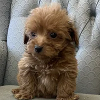 Mississippi, a female Miniature Goldendoodle for sale in Fair Play, MO – Photo 7 of 10