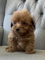 Mississippi, a female Miniature Goldendoodle for sale in Fair Play, MO – Photo 7 of 9