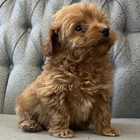 Mississippi, a female Miniature Goldendoodle for sale in Fair Play, MO – Photo 4 of 10