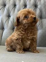 Mississippi, a female Miniature Goldendoodle for sale in Fair Play, MO – Photo 4 of 9