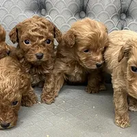 Mississippi, a female Miniature Goldendoodle for sale in Fair Play, MO – Photo 8 of 10