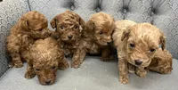 Mississippi, a female Miniature Goldendoodle for sale in Fair Play, MO – Photo 8 of 9
