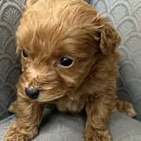 Mississippi, a female Miniature Goldendoodle for sale in Fair Play, MO – Photo 5 of 10