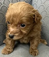 Mississippi, a female Miniature Goldendoodle for sale in Fair Play, MO – Photo 5 of 9