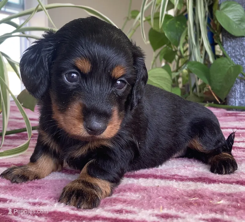 Sienna – Miniature Dachshund puppy for sale in Fair Play, MO
