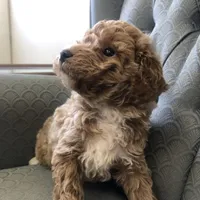 Brumby, a male Miniature Goldendoodle for sale in Fair Play, MO – Photo 6 of 6