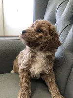 Brumby, a male Miniature Goldendoodle for sale in Fair Play, MO – Photo 3 of 4