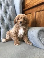 Brumby, a male Miniature Goldendoodle for sale in Fair Play, MO – Photo 1 of 6