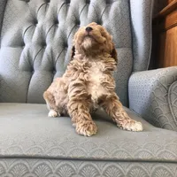 Brumby, a male Miniature Goldendoodle for sale in Fair Play, MO – Photo 3 of 6