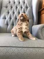 Brumby, a male Miniature Goldendoodle for sale in Fair Play, MO – Photo 4 of 4