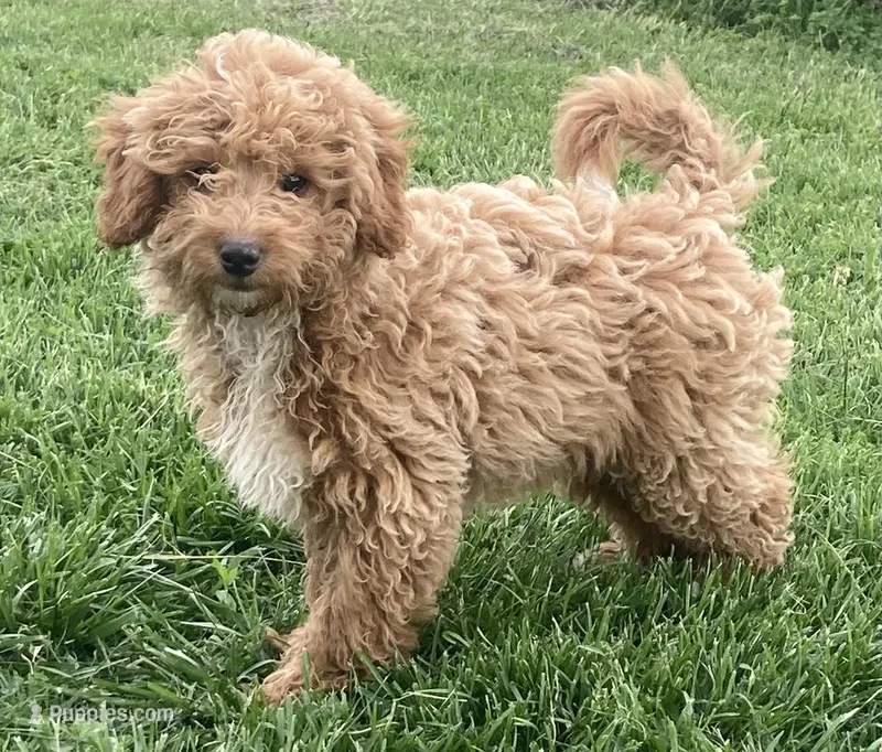 Brumby – Miniature Goldendoodle puppy for sale in Fair Play, MO