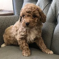 Brumby, a male Miniature Goldendoodle for sale in Fair Play, MO – Photo 4 of 6