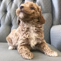 Brumby, a male Miniature Goldendoodle for sale in Fair Play, MO – Photo 5 of 6