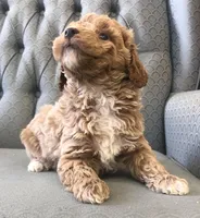 Brumby, a male Miniature Goldendoodle for sale in Fair Play, MO – Photo 1 of 4