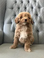 Brumby, a male Miniature Goldendoodle for sale in Fair Play, MO – Photo 2 of 6