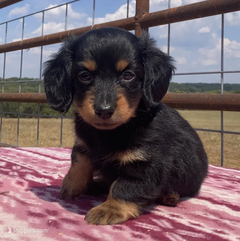 Shyloh – Miniature Dachshund puppy for sale in Fair Play, MO