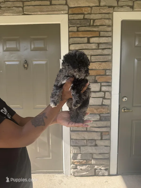 Buttons – Poodle - Toy  puppy for sale in Orlando, FL