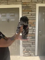 Buttons, a female Poodle - Toy  for sale in Orlando, FL – Photo 1 of 2