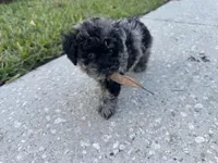 Buttons, a female Poodle - Toy  for sale in Orlando, FL – Photo 2 of 2