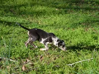 Beth, a female Catahoula Leopard Dog for sale in Livingston, TN – 2 of 7