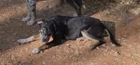 Peanut, a male Catahoula Leopard Dog for sale in Livingston, TN – 2 of 9