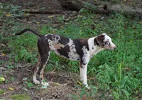 Storm, a female Catahoula Leopard Dog for sale in Livingston, TN – 2 of 10