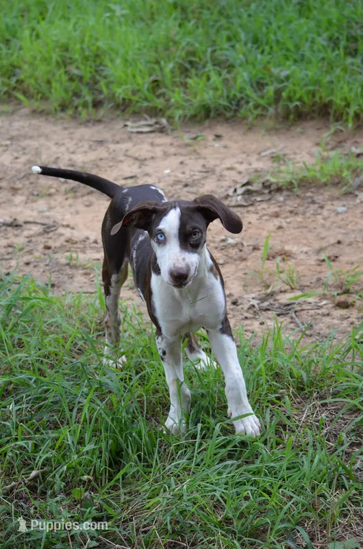 Shockwave – Catahoula Leopard Dog puppy for sale in Livingston, TN