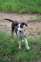 Shockwave, a male Catahoula Leopard Dog for sale in Livingston, TN – 1 of 7