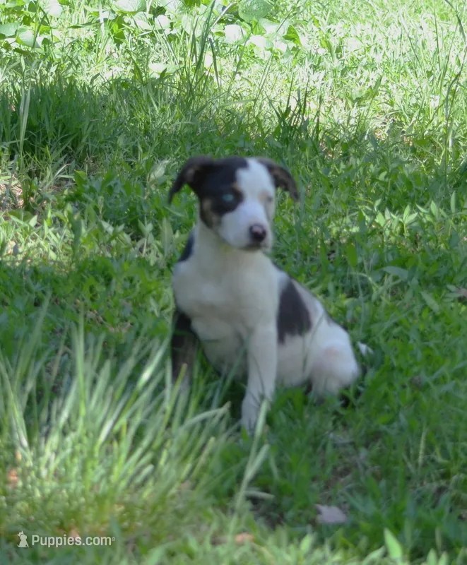 Cruella – Catahoula Leopard Dog puppy for sale in Livingston, TN