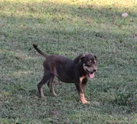 Flossy, a male Catahoula Leopard Dog for sale in Livingston, TN – 7 of 7
