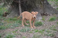 Commander, a male Catahoula Leopard Dog for sale in Livingston, TN – Photo 2 of 3