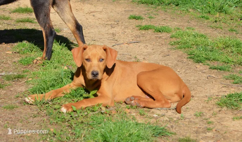 Commander – Catahoula Leopard Dog puppy for sale in Livingston, TN