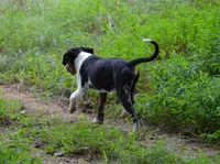Impact, a male Catahoula Leopard Dog for sale in Livingston, TN – 3 of 7