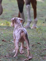 Bruiser, a male Catahoula Leopard Dog for sale in Livingston, TN – 8 of 9